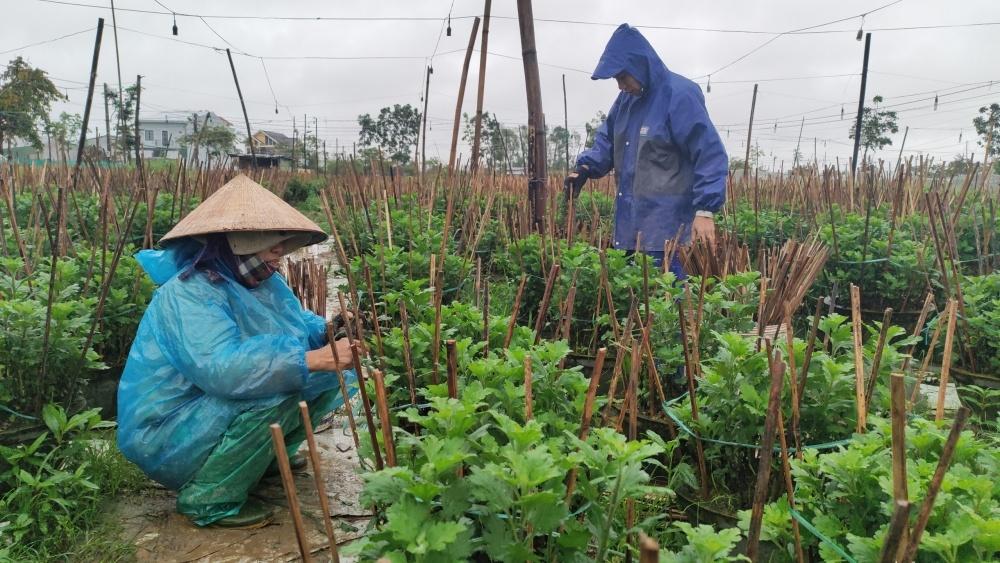 Làng hoa xứ Huế rộn ràng vào Xuân Làng hoa xứ Huế rộn ràng vào Xuân