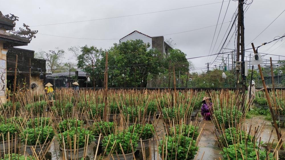 Làng hoa xứ Huế rộn ràng vào Xuân Làng hoa xứ Huế rộn ràng vào Xuân