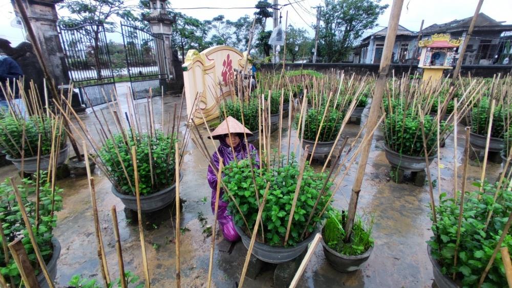 Làng hoa xứ Huế rộn ràng vào Xuân Làng hoa xứ Huế rộn ràng vào Xuân