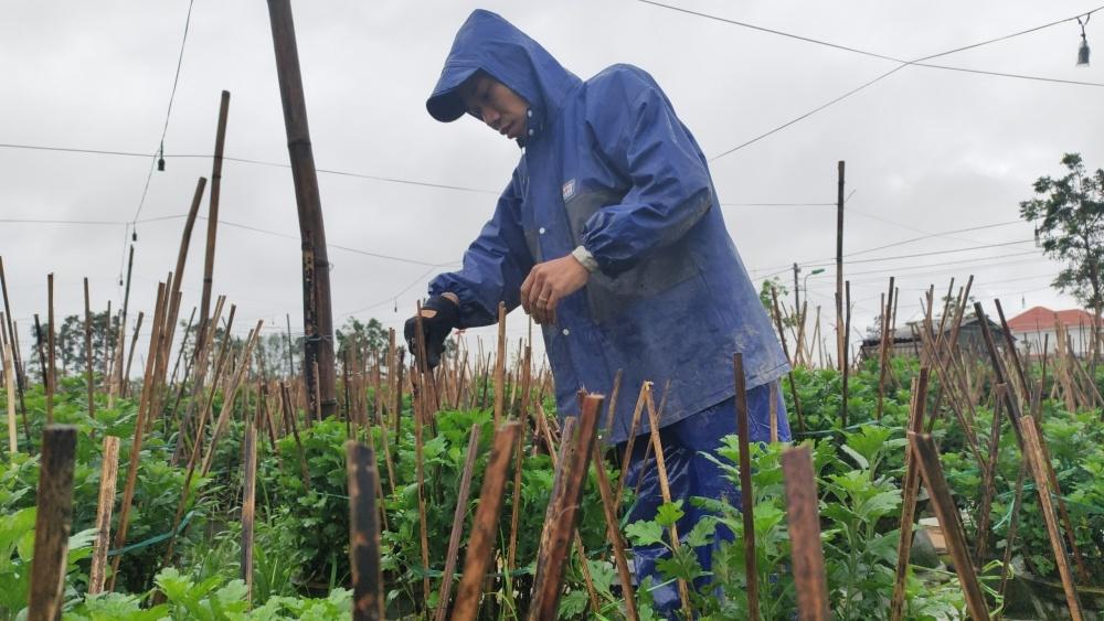 Làng hoa xứ Huế rộn ràng vào Xuân Làng hoa xứ Huế rộn ràng vào Xuân