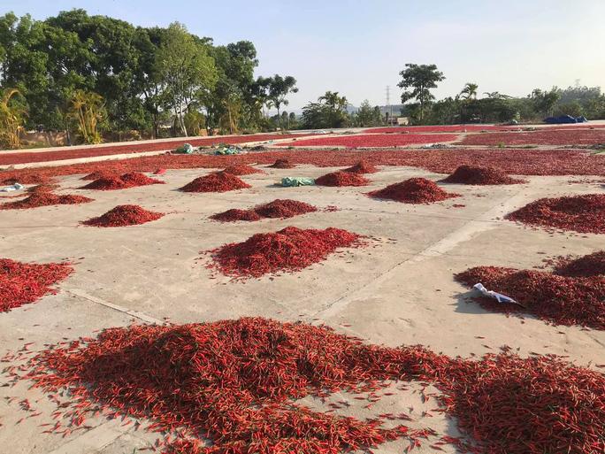 Giá ớt tiếp tục rơi tận đáy, người nông dân bỏ mặc ruộng ớt chín cây - Ảnh 2.