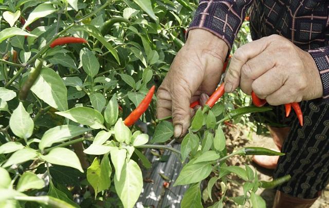 Giá ớt tiếp tục rơi tận đáy, người nông dân bỏ mặc ruộng ớt chín cây - Ảnh 3.