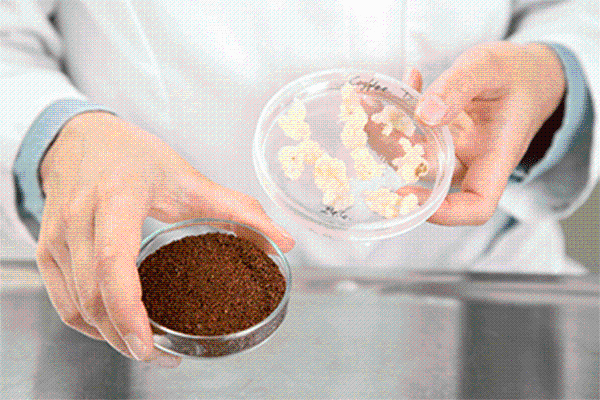 Cà phê “trồng” trong phòng thí nghiệm