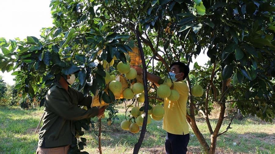 Tiêu thụ nông sản qua thương mại điện tử: Góp phần phục hồi kinh tế nông nghiệp trong đại dịch