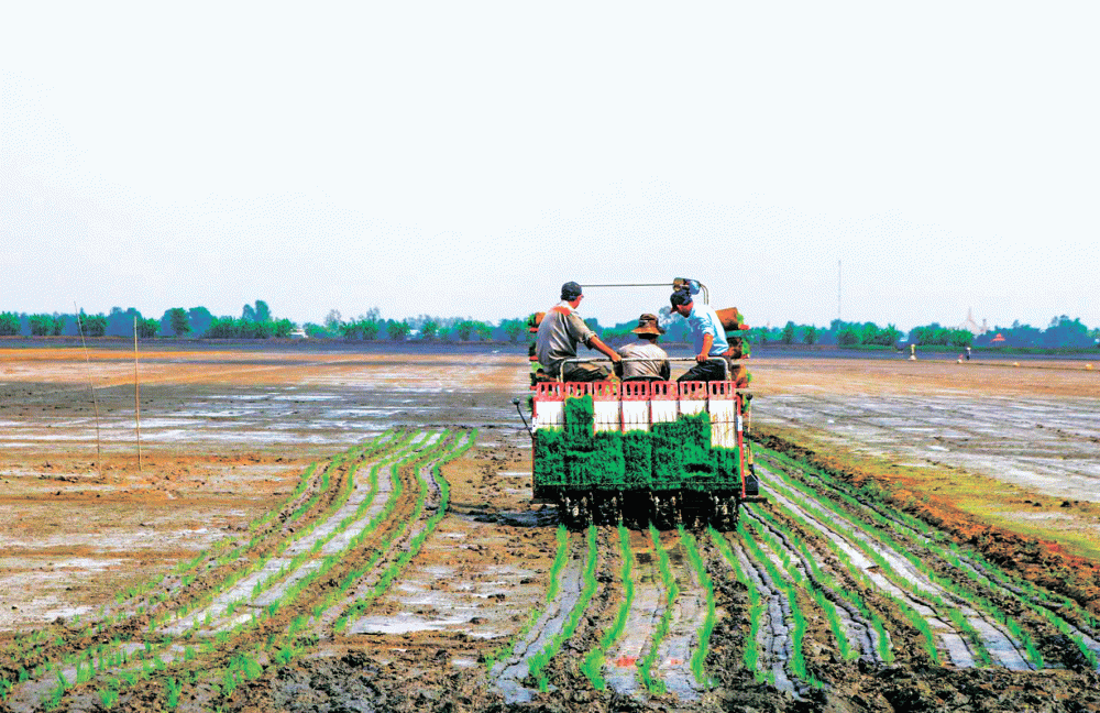 Hỗ trợ nông dân áp dụng các mô hình, giảm giống trong gieo trồng lúa