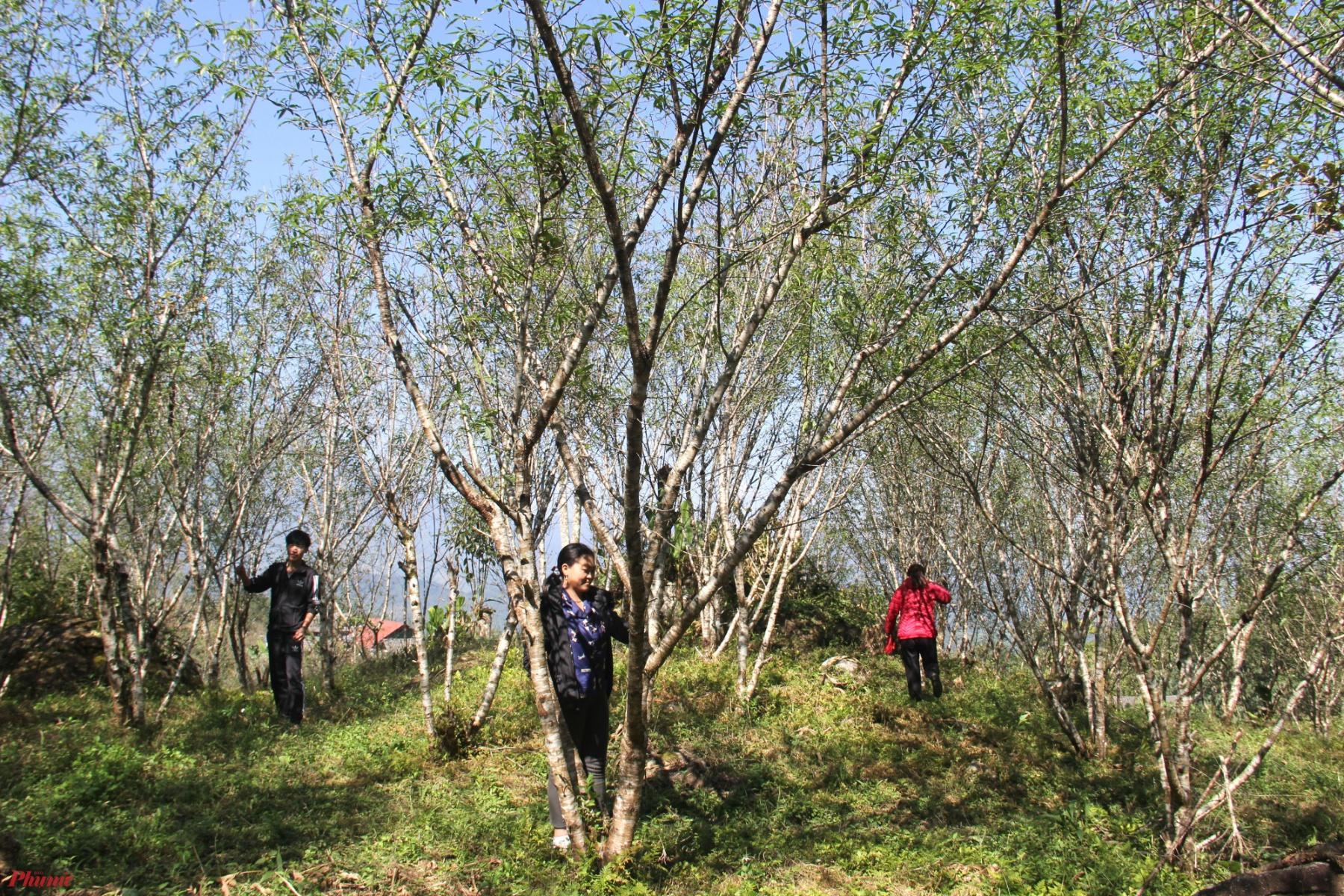 Người dân xã Na Ngoi tất bật chăm sóc vườn đào chuẩn bị cho vụ Tết