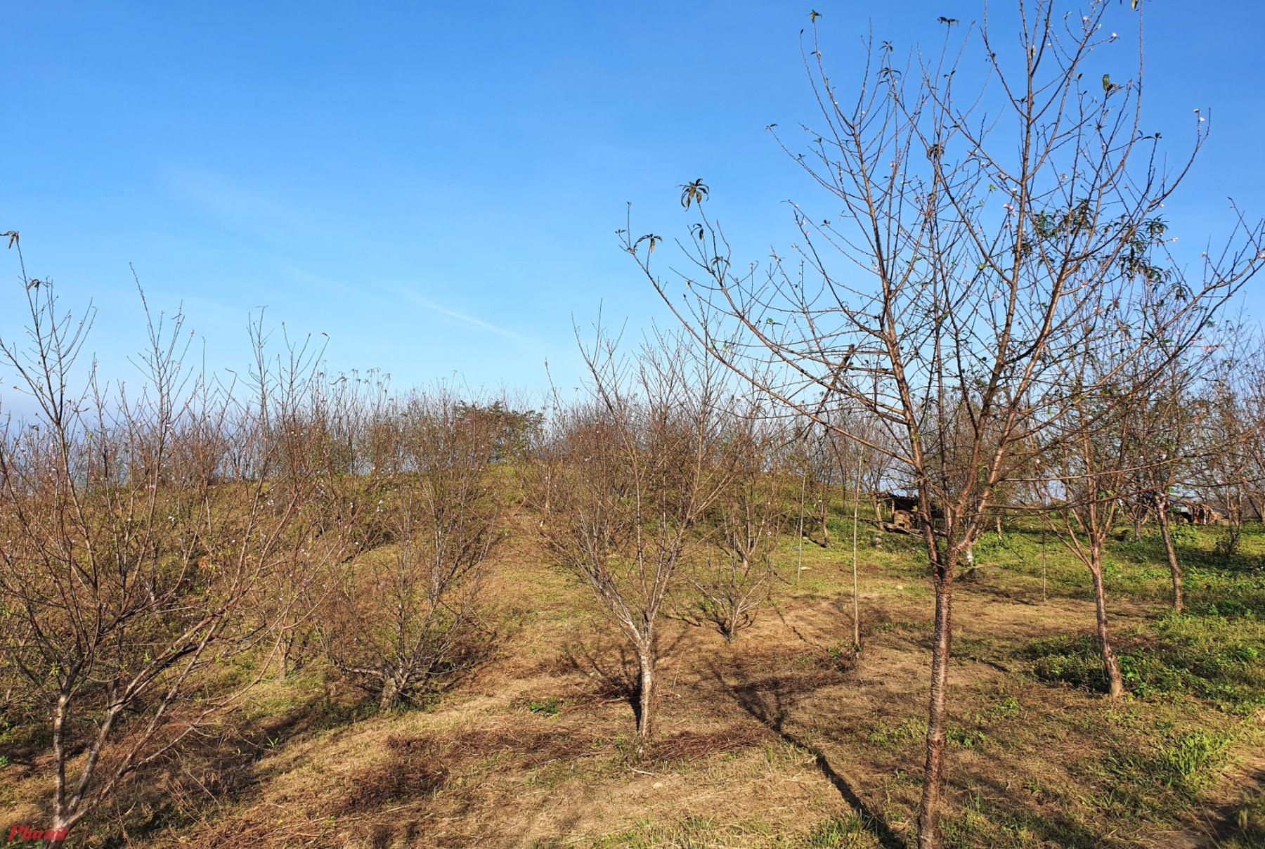 Nương rẫy được người dân phủ kín bằng các cây đào đá