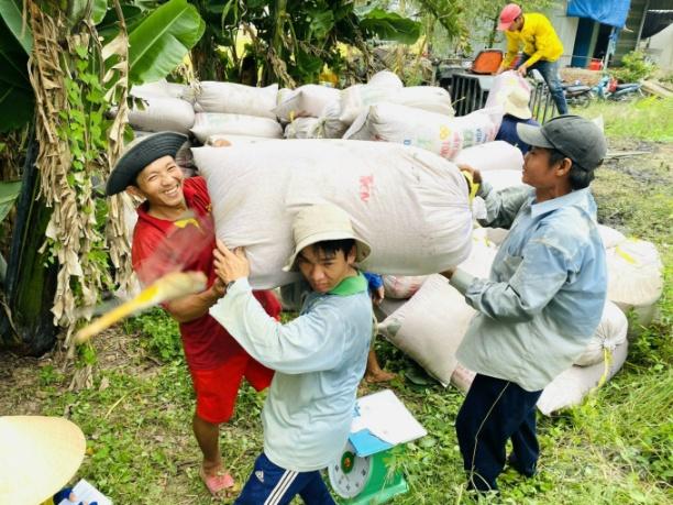 Nông dân ĐBSCL đang thu hoạch rộ lúa đông xuân, nhưng chi phí đầu vào tăng vọt đã khiến lợi nhuận teo tóp. Ảnh: Hoàng Vũ.