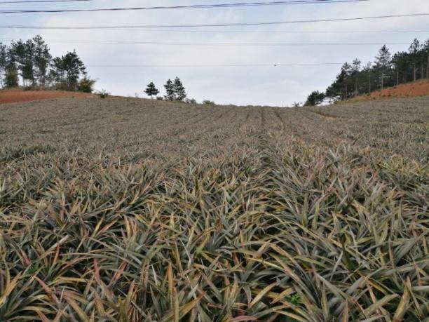 Dứa đang là cây ăn quả mới mang nhiều kỳ vọng cho người dân Sơn La. Ảnh: Trung Quân.