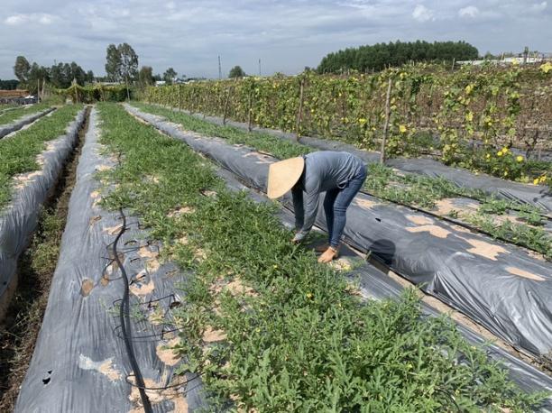 chị Hương kiểm tra tốc độ sinh trưởng dưa hấu không hạt