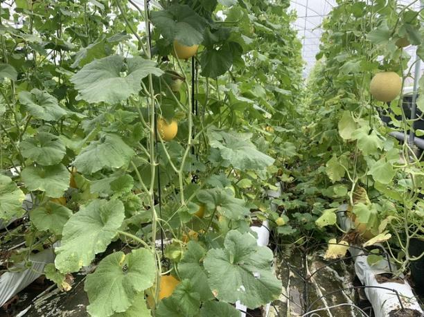 Dưa lưới và dưa Kim Hoàng Ngọc trồng theo quy trình hữu cơ.