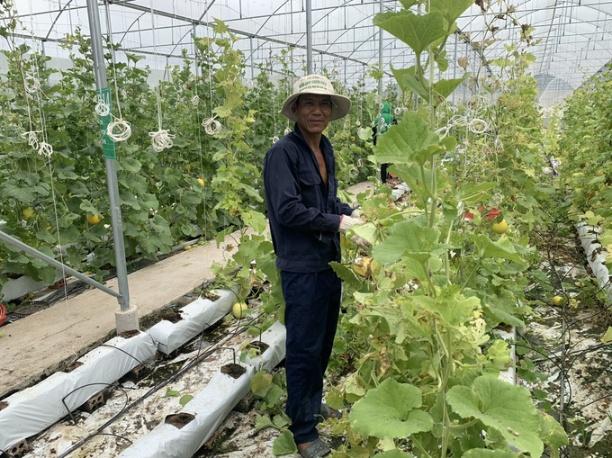 công nhân chăm sóc dưa lưới trong nhà màng