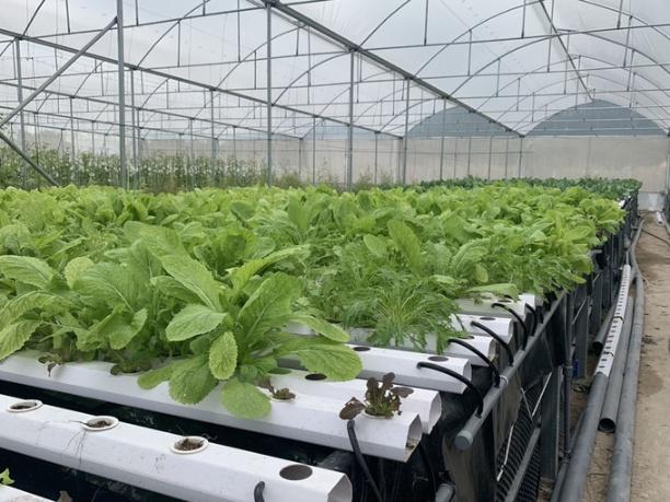 mô hình trên trồng rau dưới bể nuoi cá trong nhà màng