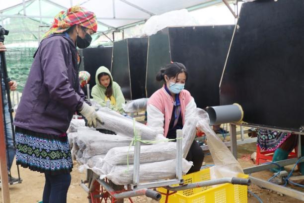 Nấm giống được cấy trong các tủ vô trùng đảm bảo quy trình kỹ thuật. Ảnh: Tuấn Anh.