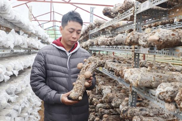 Những giá thể nấm hương tại HTX Sản xuất nấm ăn, nấm dược liệu Mù Cang Chải. Ảnh: Tuấn Anh.