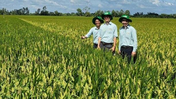 Thủ tục gia hạn lưu hành giống vẫn đang là vấn đề được các doanh nghiệp trong ngành giống kiến nghị cần sớm làm rõ, tháo gỡ.