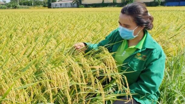 Cần có hướng dẫn làm rõ chủ thể của các giống được gia hạn lưu hành.