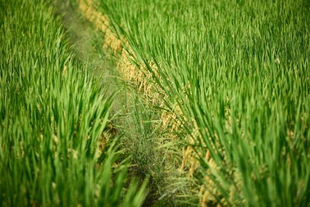 Điều này vô hình trung cũng đã tước đi quyền được sản xuất kinh doanh một số giống nào đó của nhiều doanh nghiệp