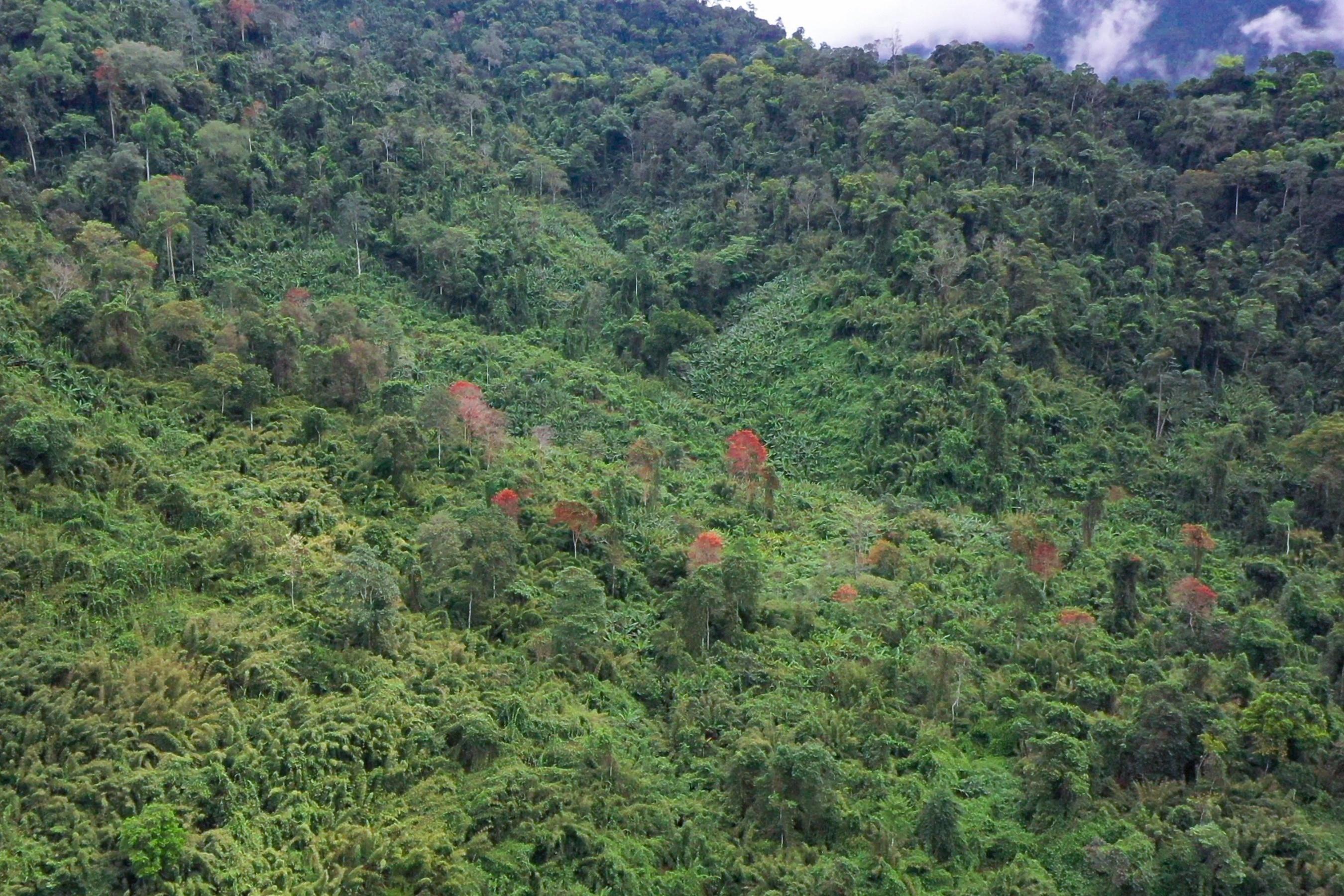 Rừng Việt Nam được đánh giá là có nhiều tiềm năng nhưng chưa khai thác được các giá trị gián tiếp. Ảnh: Tùng Đinh.