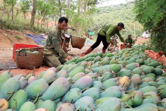 Son La trong xoai theo chuoi lien ket giup khau tieu thu thuan loi hinh anh 3