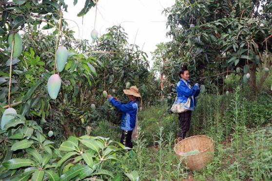 Son La trong xoai theo chuoi lien ket giup khau tieu thu thuan loi hinh anh 2