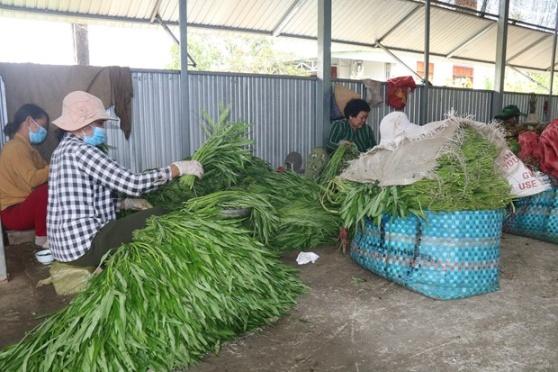Tien Giang khuyen khich nong dan chuyen doi trong rau mau thich ung bien doi khi hau hinh anh 1