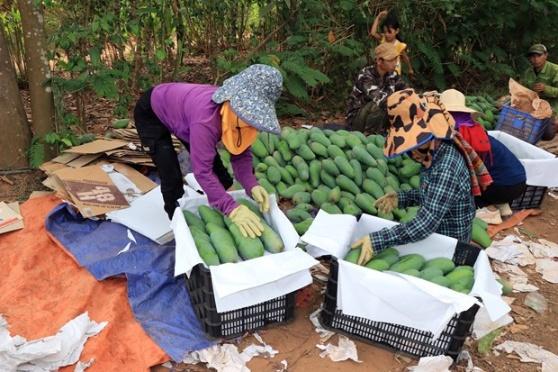 Son La trong xoai theo chuoi lien ket giup khau tieu thu thuan loi hinh anh 7