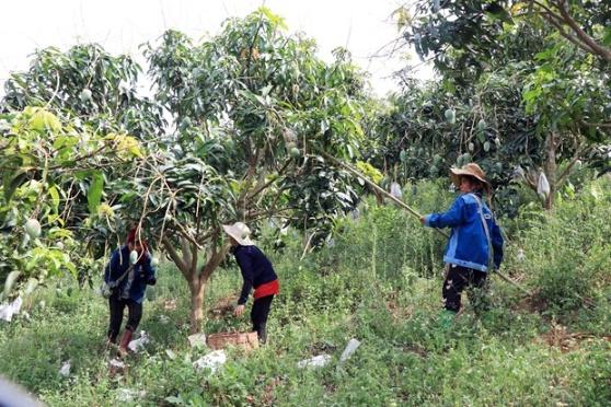 Son La trong xoai theo chuoi lien ket giup khau tieu thu thuan loi hinh anh 4