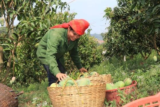 Son La trong xoai theo chuoi lien ket giup khau tieu thu thuan loi hinh anh 1