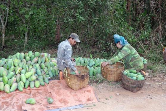 Son La trong xoai theo chuoi lien ket giup khau tieu thu thuan loi hinh anh 5