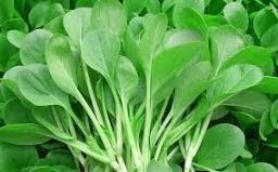 (Tổng hợp) Kỹ thuật trồng rau cải ngọt an toàn, đơn giản tại nhà 4