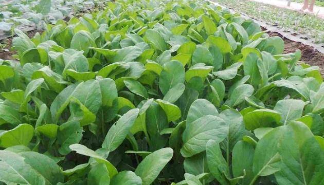 (Tổng hợp) Kỹ thuật trồng rau cải ngọt an toàn, đơn giản tại nhà 2