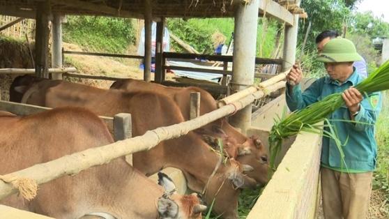 Lai Chau: Nhan rong mo hinh chan nuoi dai gia suc voi quy mo lon hinh anh 4
