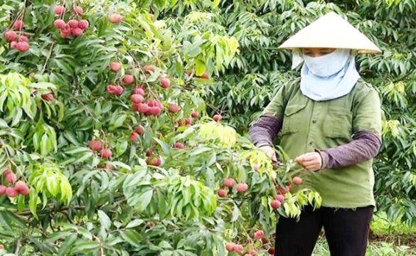 Lô vải không hạt đầu tiên xuất khẩu được trồng tại miền núi Ngọc Lặc, Thanh Hóa