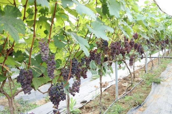 Hieu qua kinh te tu trong nho Ha Den hinh anh 6