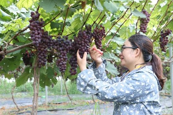 Hieu qua kinh te tu trong nho Ha Den hinh anh 1