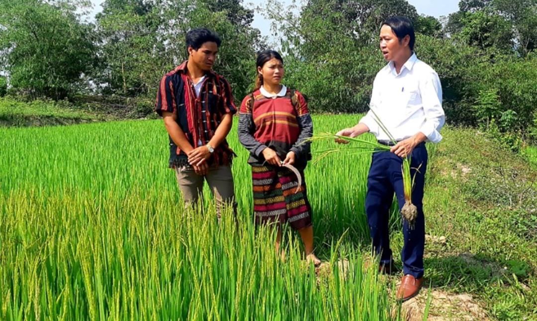 (Bài Kế Hoạch)Trồng lúa chất lượng cao, chuyện thiếu gạo mùa giáp hạt lùi vào dĩ vãng