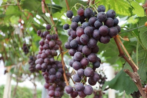 Hieu qua kinh te tu trong nho Ha Den hinh anh 3