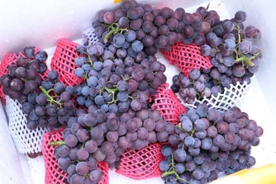 Hieu qua kinh te tu trong nho Ha Den hinh anh 4