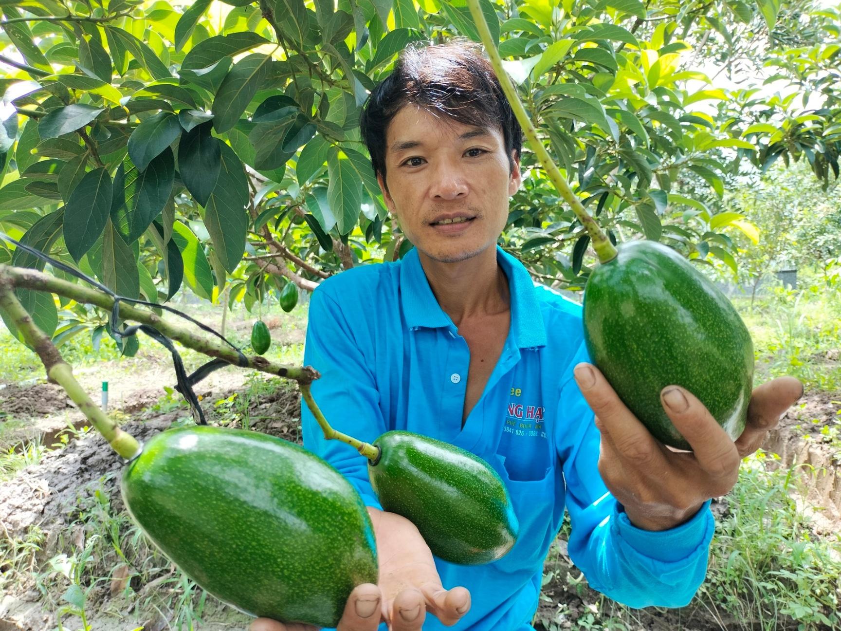 Anh Nguyễn Ngọc Trọng ở ấp An Lợi, xã An Khánh, huyện Châu Thành, tỉnh Đồng Tháp đam mê với nghề vườn, đặc biệt là trồng cây bơ. Ảnh: Kiều Nhi.