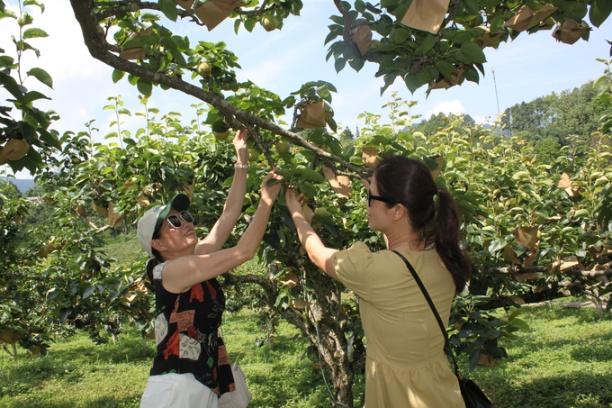 Du khách thích thú khi được trực tiếp tham quan, trải nghiệm, thưởng thức những vườn lê trĩu quả. Ảnh: Xuân Cường.