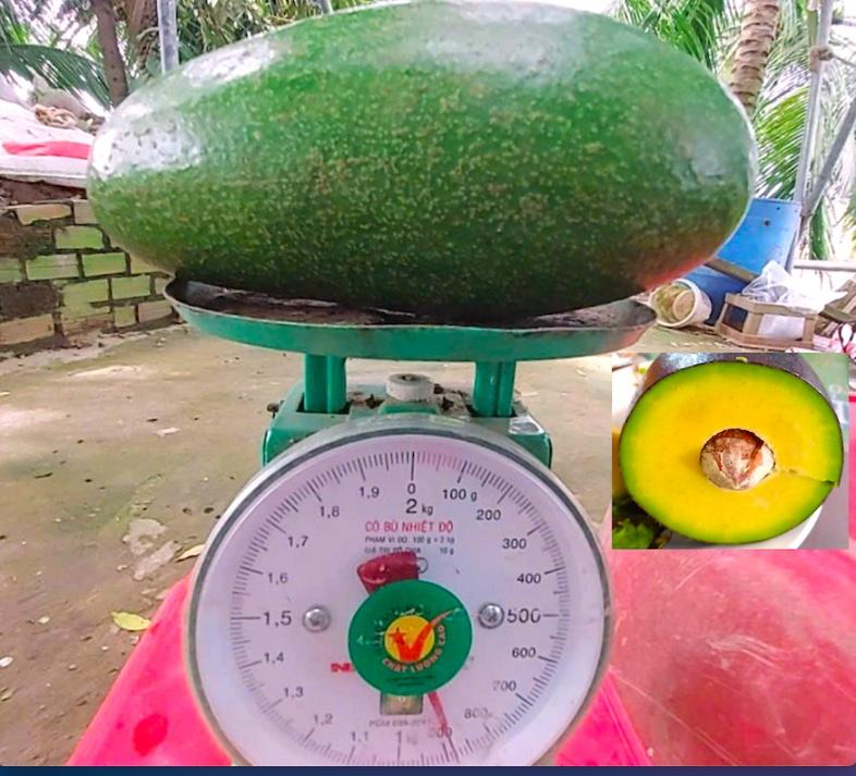 Bơ Thanh Sơn là giống bơ trái to, cơm dày, tỷ lệ ăn được nhiều. Ảnh: Kiều Nhi.