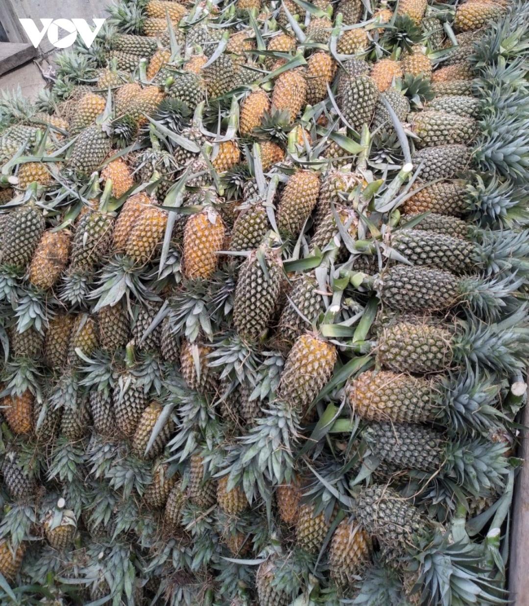 Trái khóm chín vàng được thương lái đến thu mua để đưa đi tiêu thụ