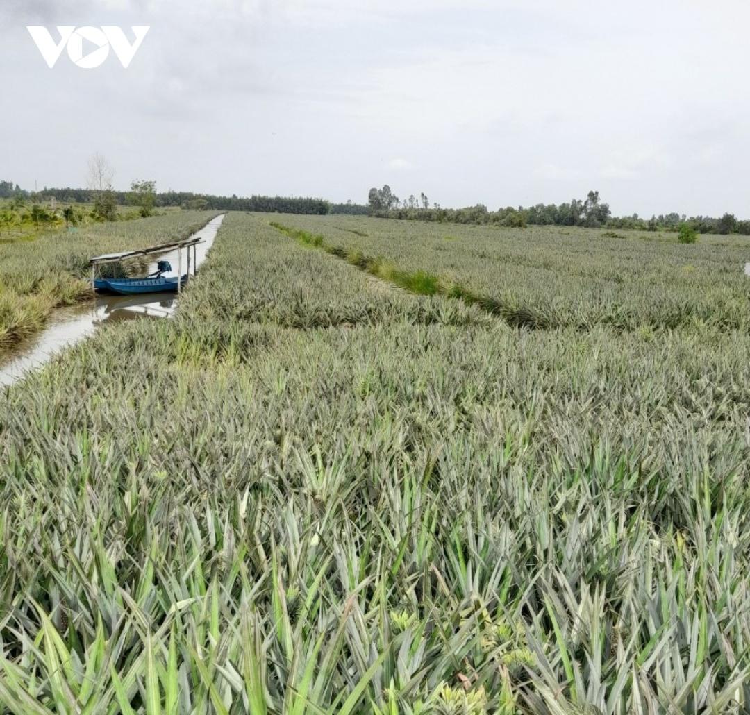 Cây khóm rất thích nghi với điều kiện thổ nhưỡng tại vùng Đồng Tháp Mười