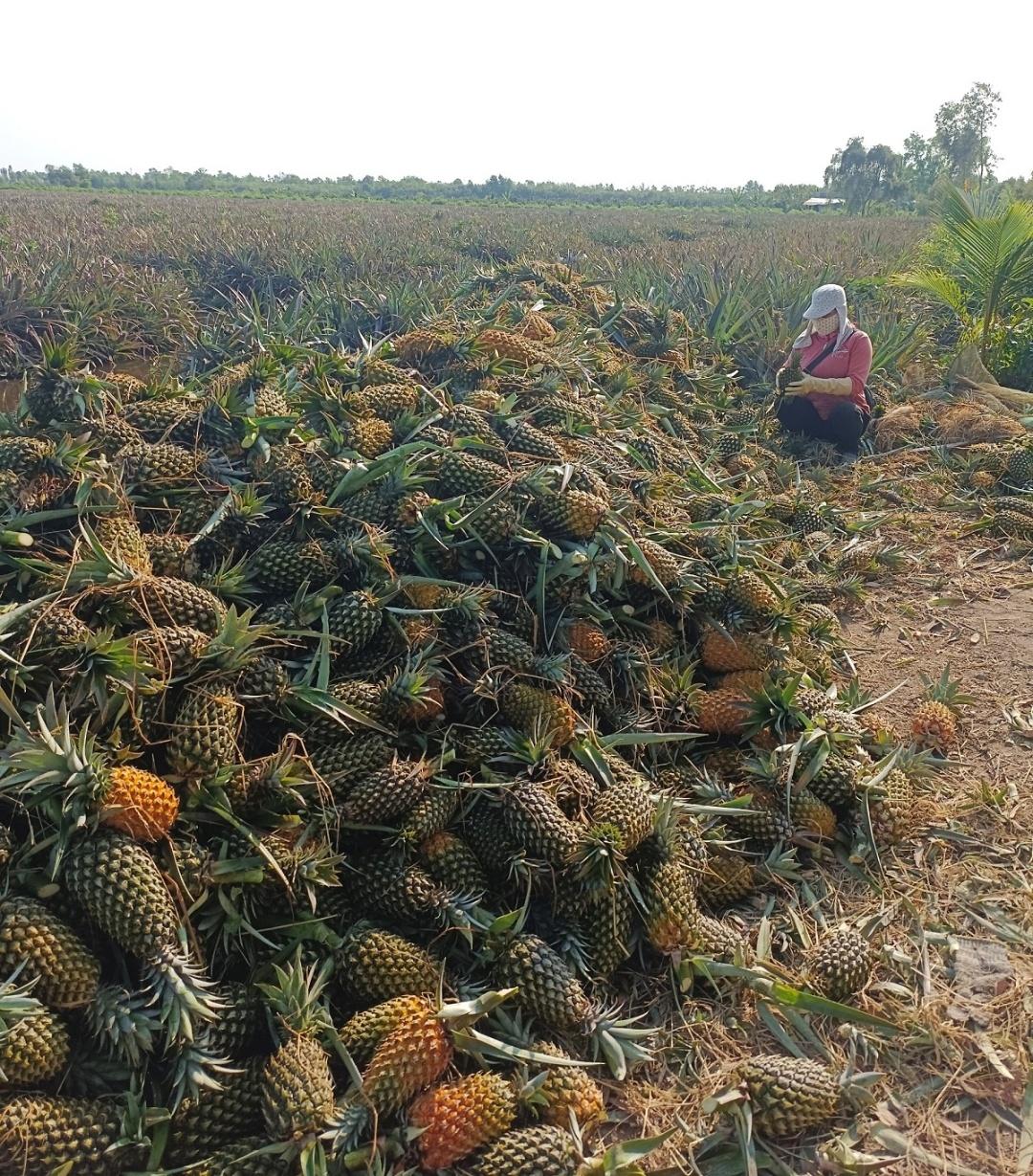 Khóm Tân Phước đạt năng suất, chất lượng cao