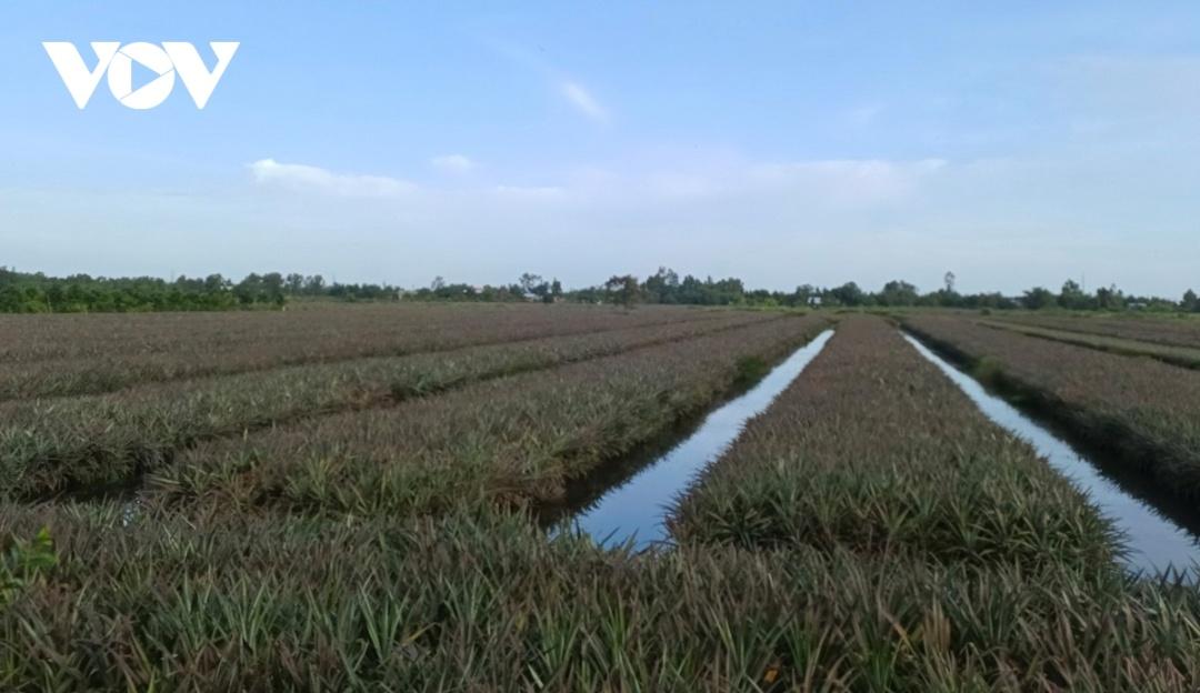 Cánh đồng khóm bạt ngàn tại huyện Tân Phước, tỉnh Tiền Giang