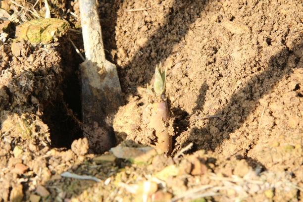 Khi thu hoạch măng cần lưu ý chỉ đào những củ còn trong đất, bởi lúc đó măng sẽ đạt độ ngọt, giòn và có giá cao. Ảnh: Toán Nguyễn.