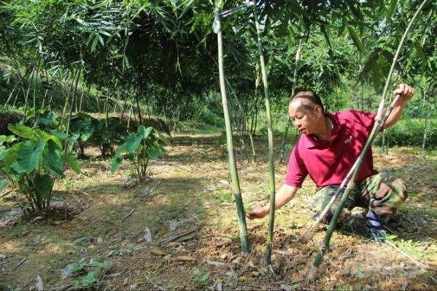 Hiện nay, mô hình đang trong giai đoạn phát triển vùng nguyên liệu để đảm bảo đủ sản lượng cung cấp ra  thị trường. Ảnh: Toán Nguyễn.