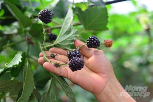 Phúc bồn tử phù hợp với điều kiện khí hậu, đất đai ở huyện Lâm Hà, Lâm Đồng nên phát triển mạnh. Ảnh: Minh Hậu.