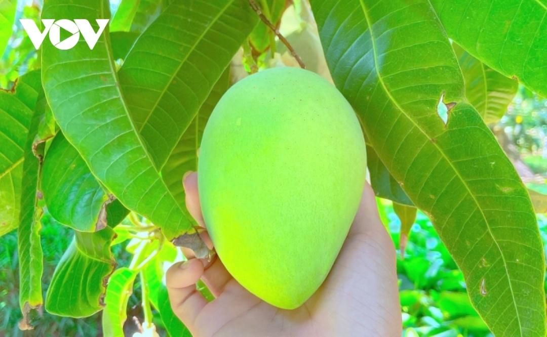 Đồng Tháp phấn đấu đến năm 2025 diện tích xoài hơn 16.700 ha.